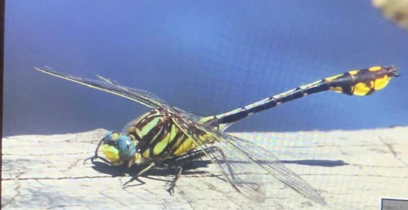 Photo of Plains Clubtail