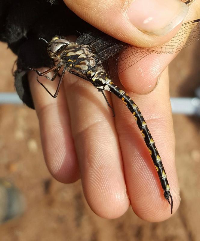 Photo of Harlequin Darner