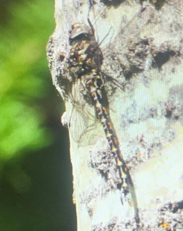 Photo of Harlequin Darner