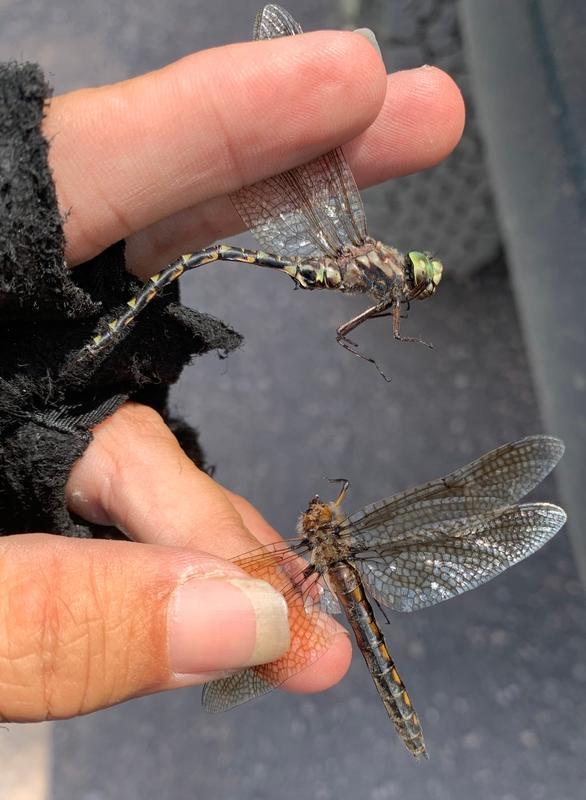 Photo of Harlequin Darner