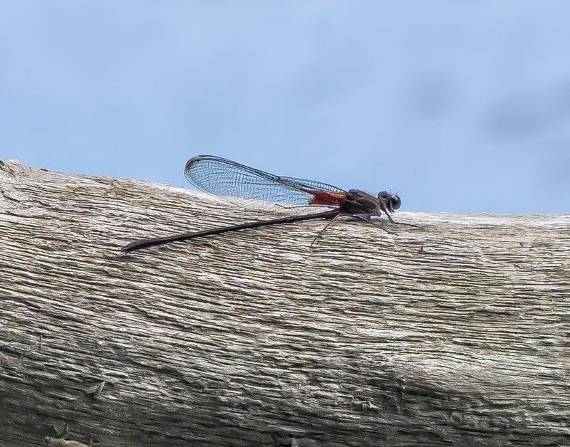 Photo of Smoky Rubyspot