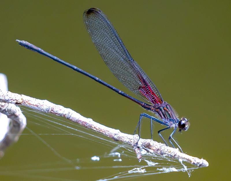 Photo of Smoky Rubyspot