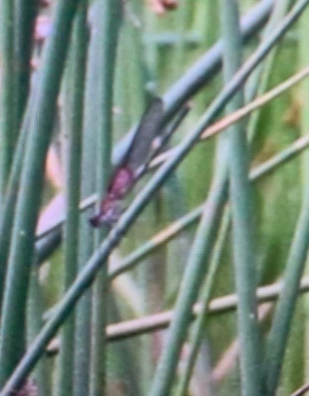 Photo of American Rubyspot