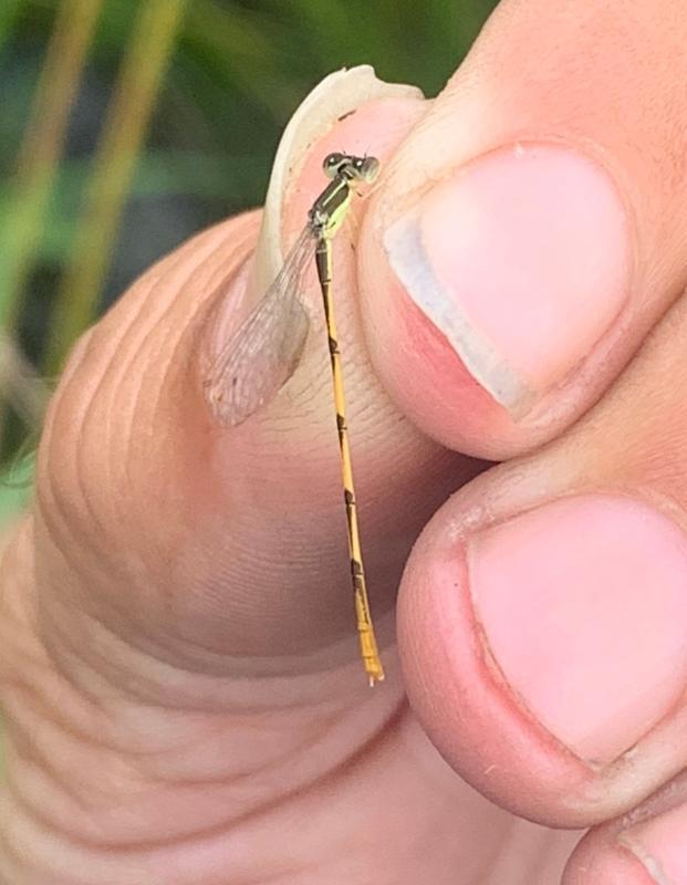 Photo of Citrine Forktail