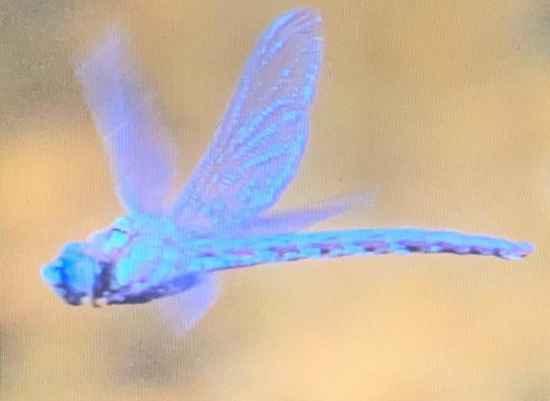 Photo of Cyrano Darner