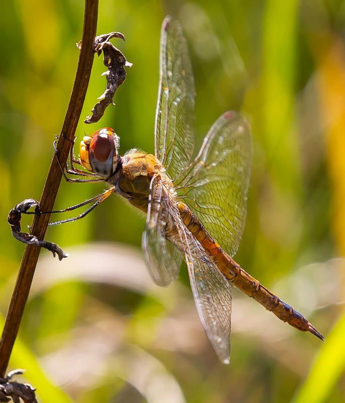 Photo of Wandering Glider