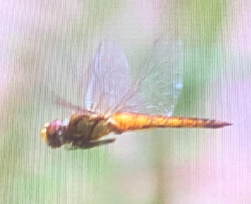 Photo of Wandering Glider