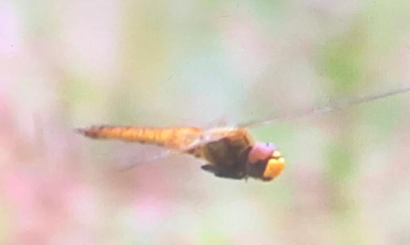 Photo of Wandering Glider