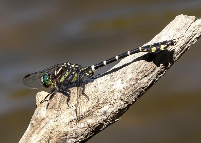 Photo of Zebra Clubtail