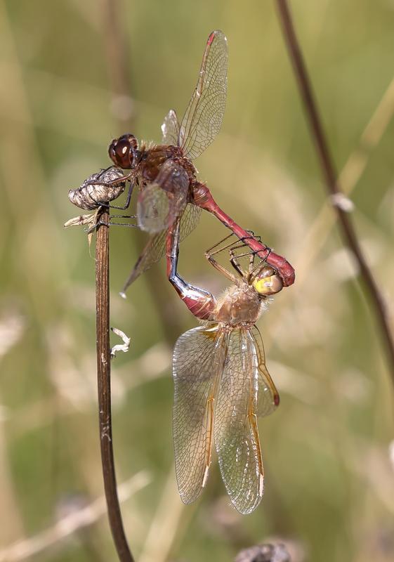 Photo of Saffron-winged Meadowhawk