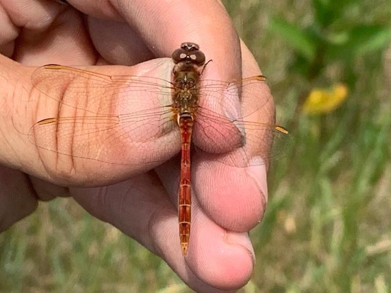 Photo of Saffron-winged Meadowhawk