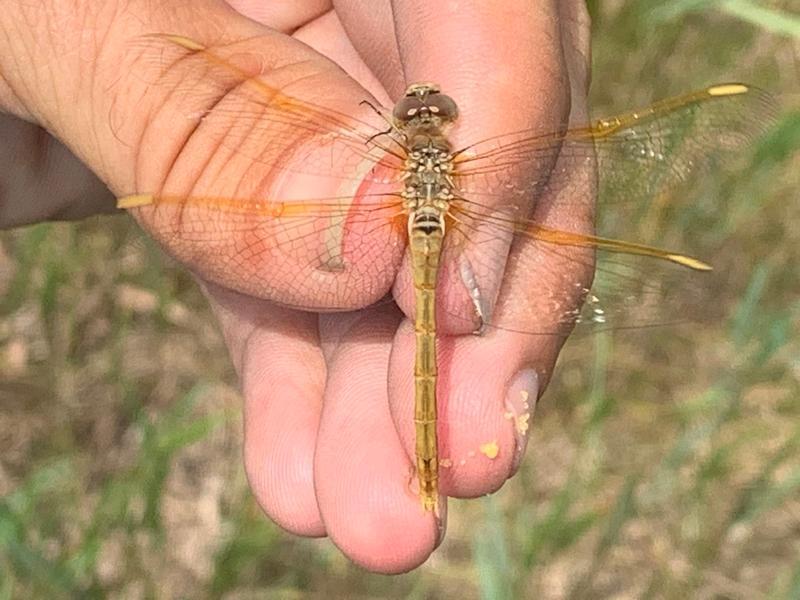 Photo of Saffron-winged Meadowhawk