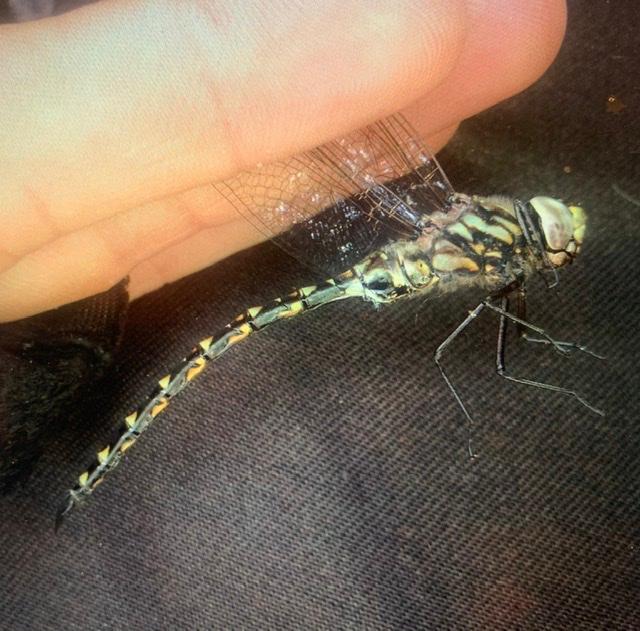 Photo of Harlequin Darner