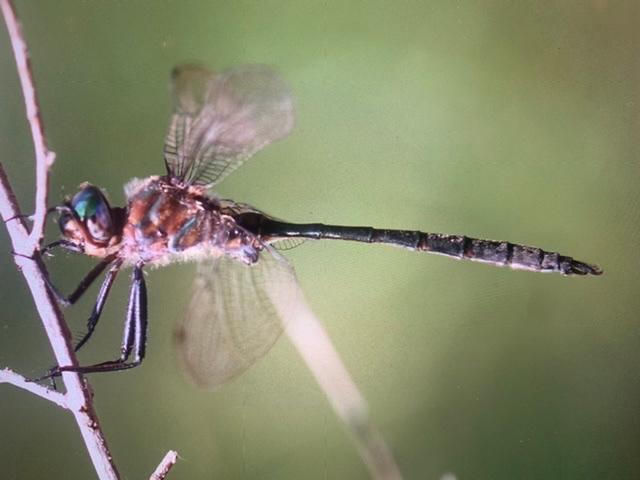 Photo of Williamson's Emerald