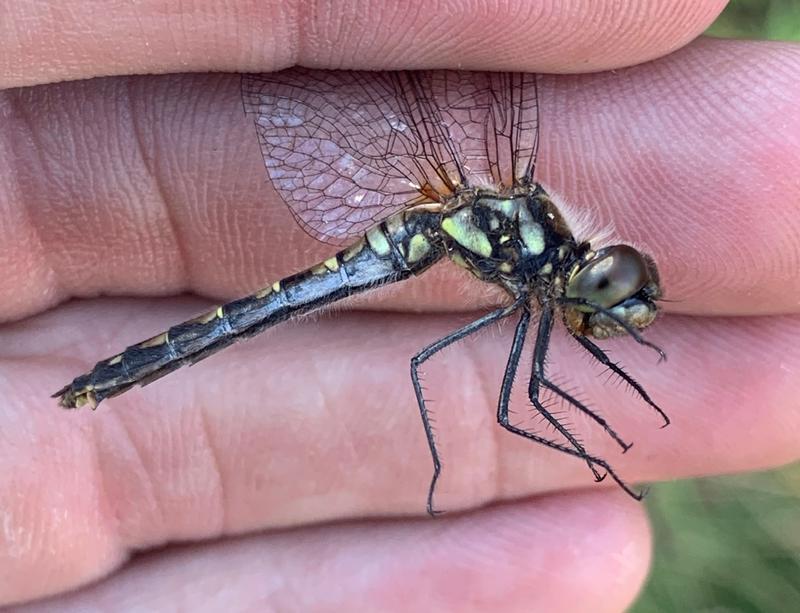 Photo of Black Meadowhawk