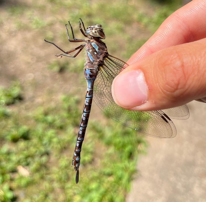 Photo of Canada Darner