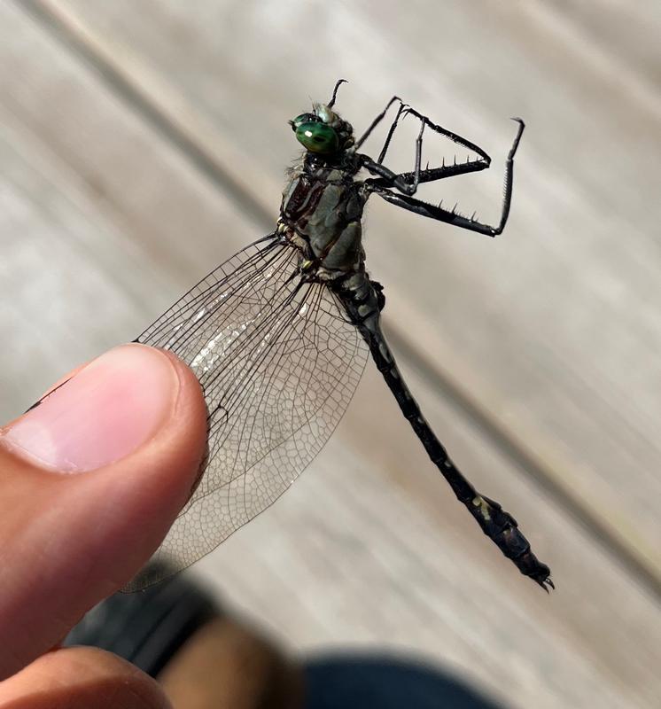 Photo of Black-shouldered Spinyleg