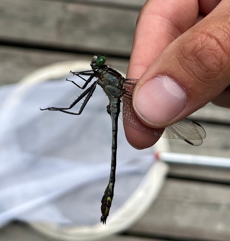 Photo of Black-shouldered Spinyleg