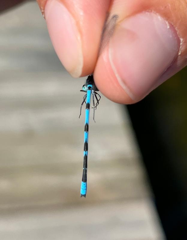 Photo of Tule Bluet