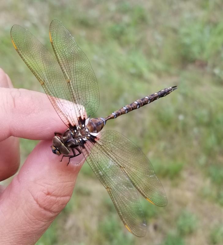 Photo of Springtime Darner