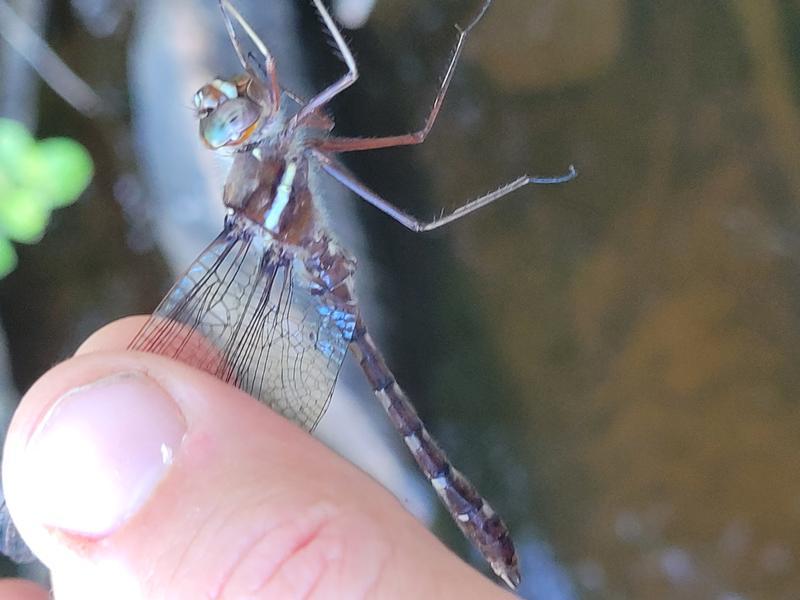 Photo of Stream Cruiser