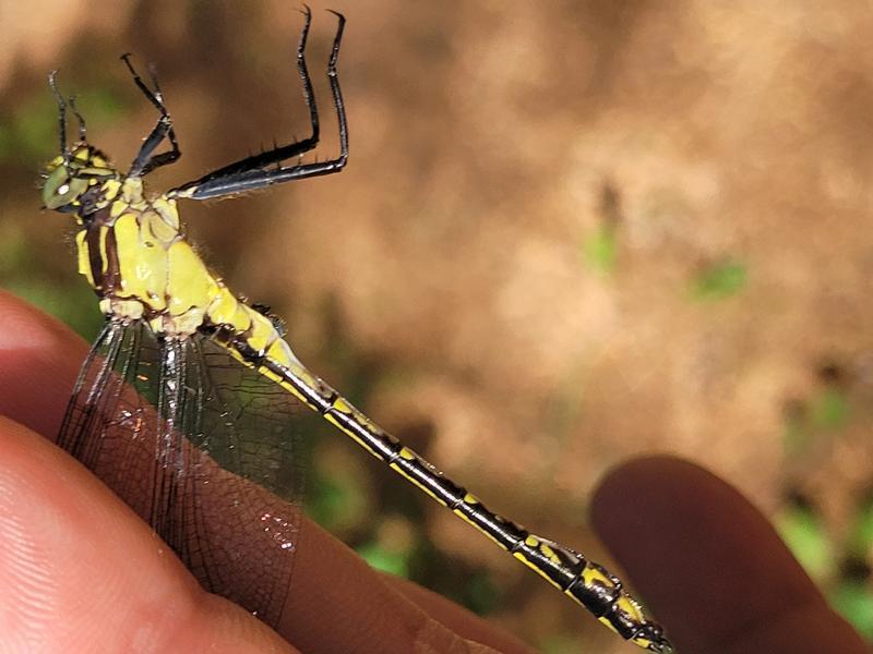 Photo of Black-shouldered Spinyleg