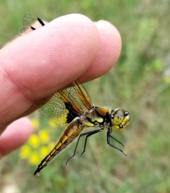 Photo of Four-spotted Skimmer