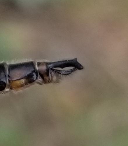 Photo of Beaverpond Baskettail