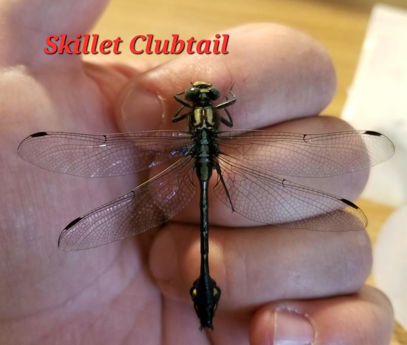 Photo of Skillet Clubtail