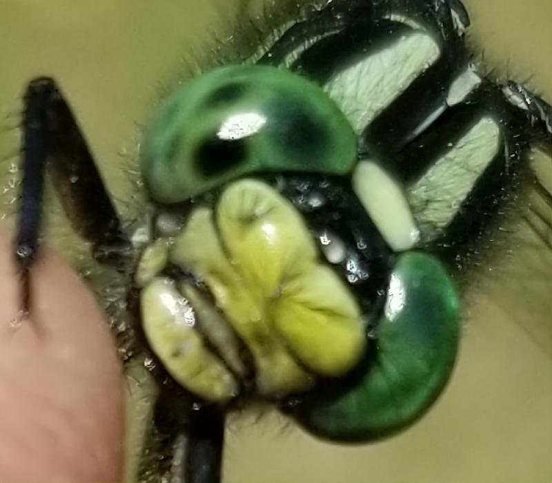 Photo of Green-faced Clubtail