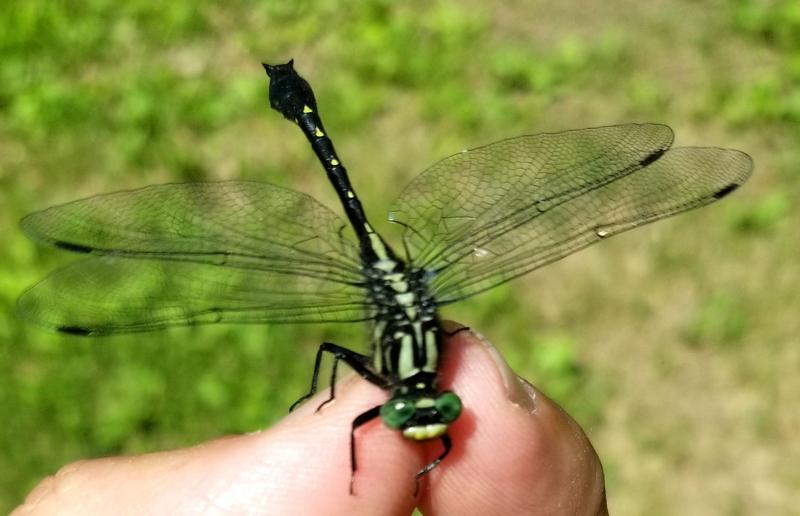 Photo of Green-faced Clubtail