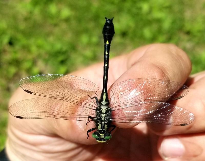 Photo of Green-faced Clubtail