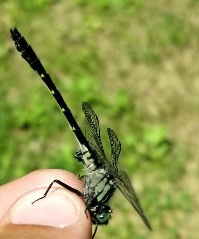 Photo of Green-faced Clubtail