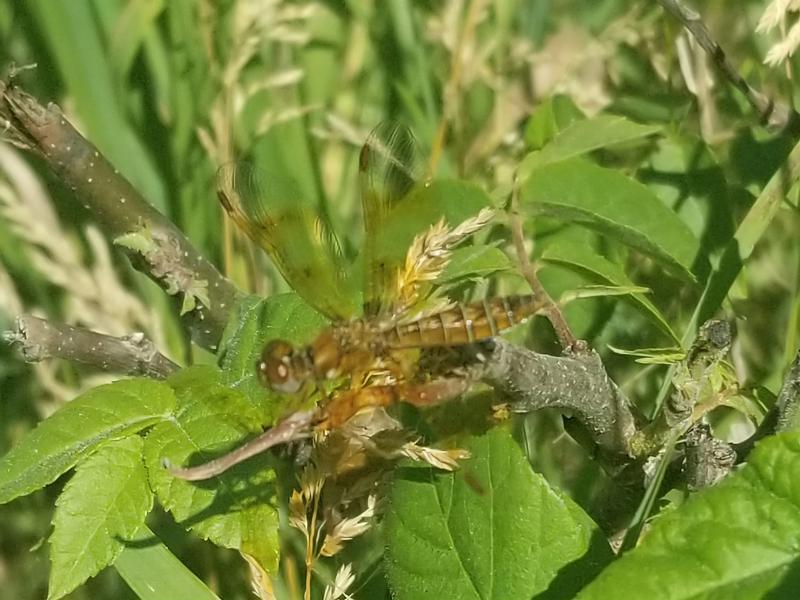 Photo of Eastern Amberwing