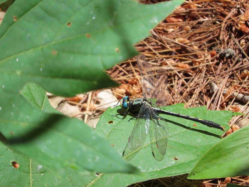 Photo of Lilypad Clubtail