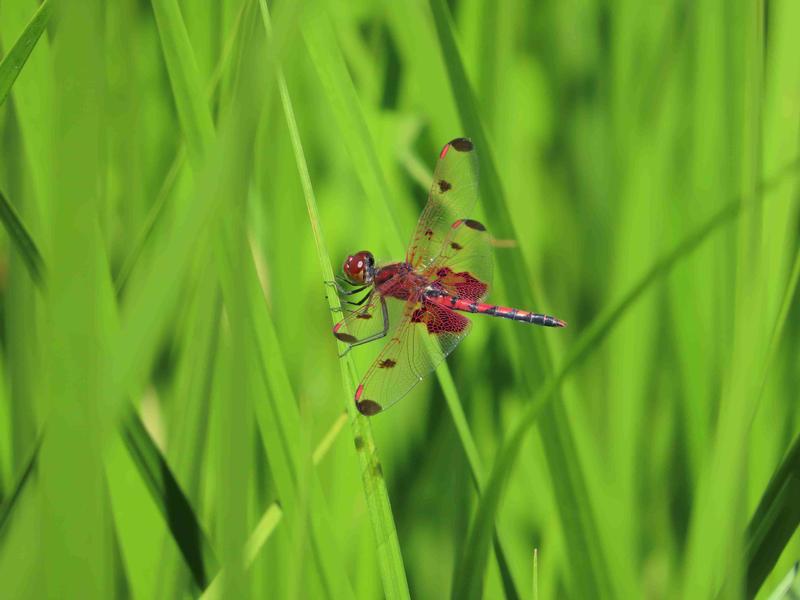 Photo of Calico Pennant