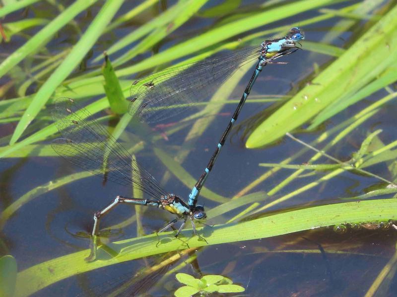 Photo of Aurora Damsel