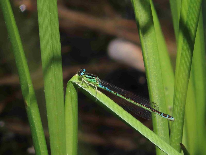 Photo of Taiga Bluet