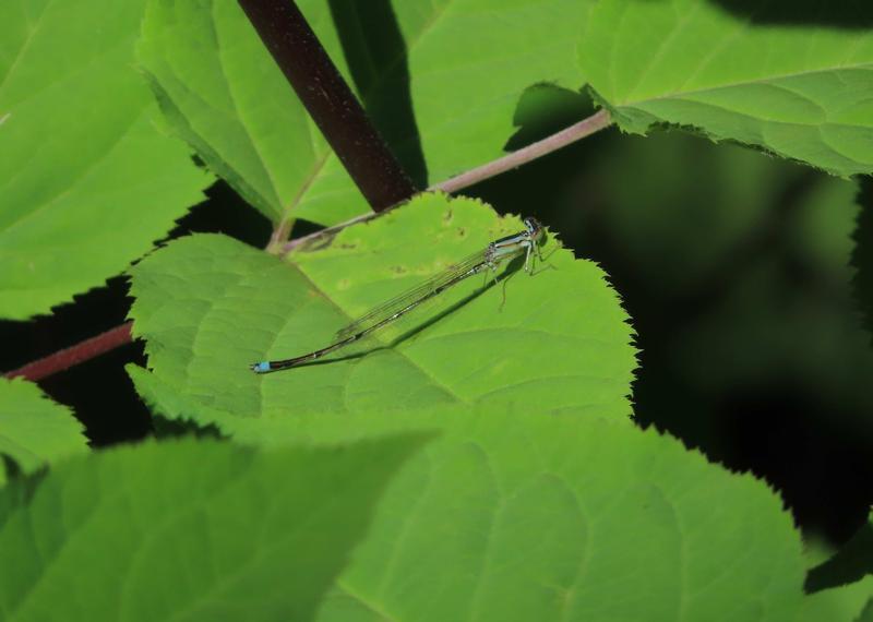 Photo of Vesper Bluet