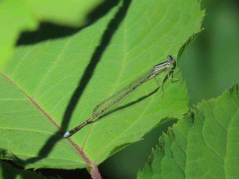 Photo of Vesper Bluet