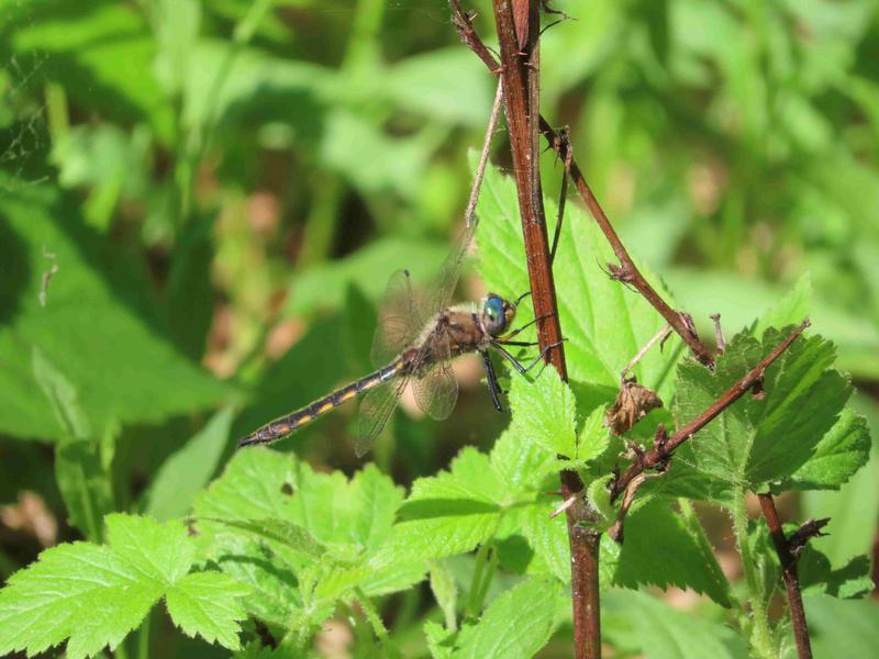 Photo of Beaverpond Baskettail