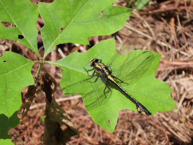 Photo of Skillet Clubtail