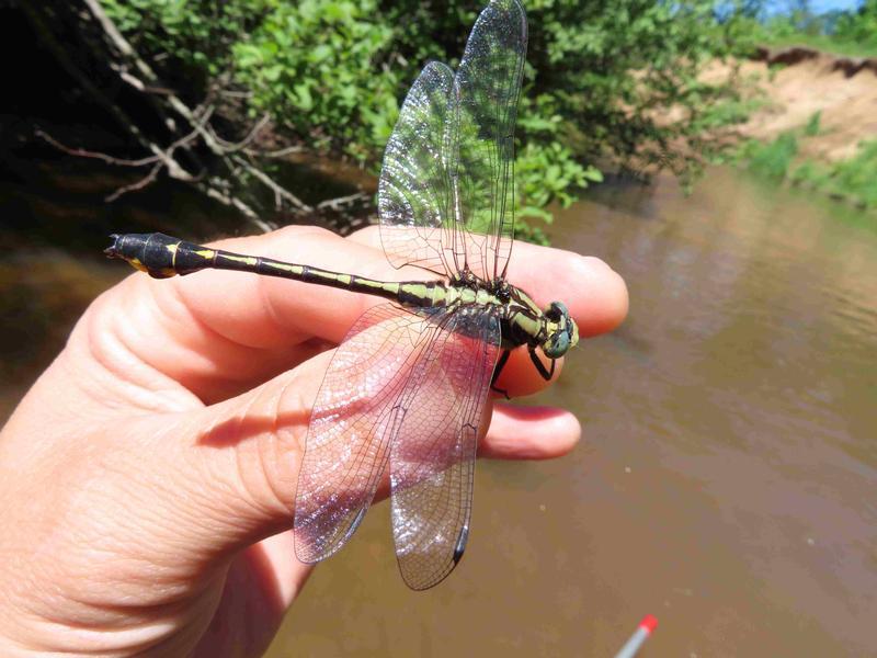 Photo of Midland Clubtail