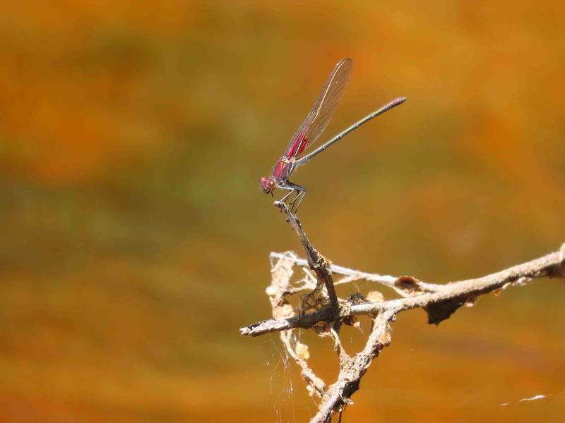 Photo of American Rubyspot