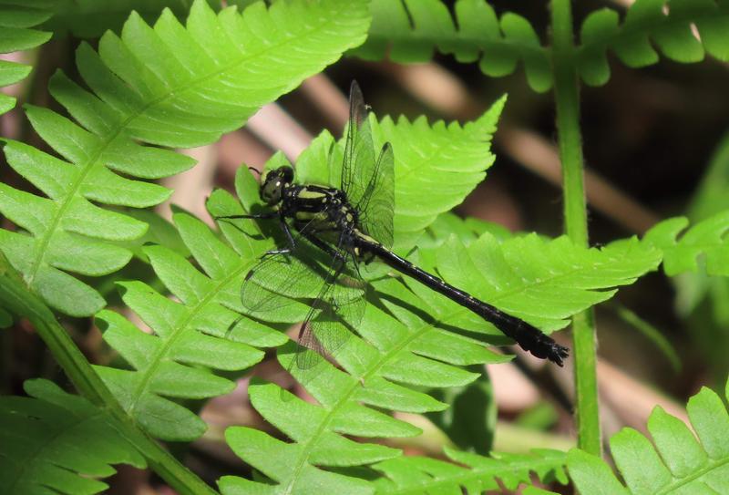 Photo of Mustached Clubtail