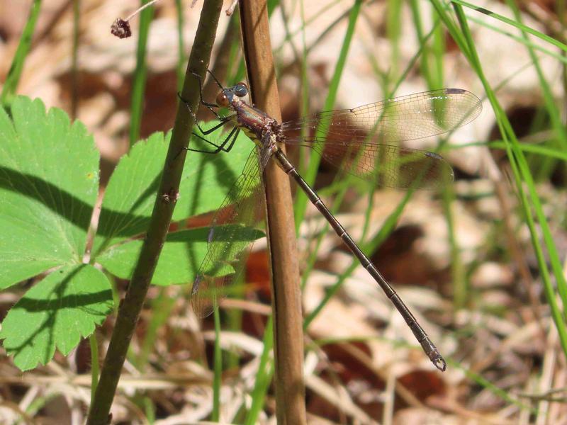 Photo of Amber-winged Spreadwing