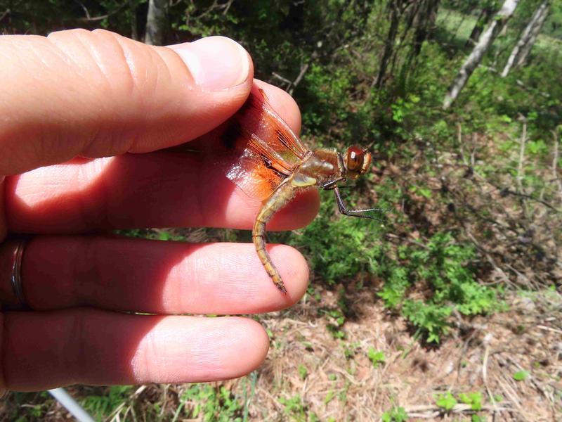 Photo of Painted Skimmer