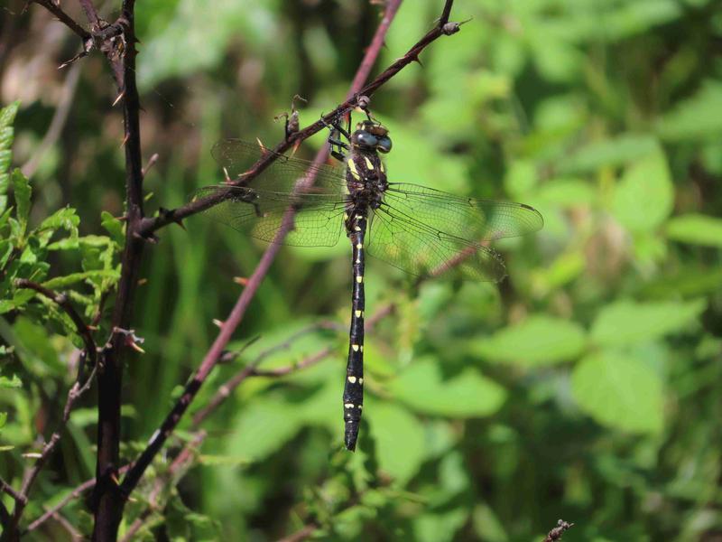 Photo of Swift River Cruiser (Illinois River Cruiser ssp.)