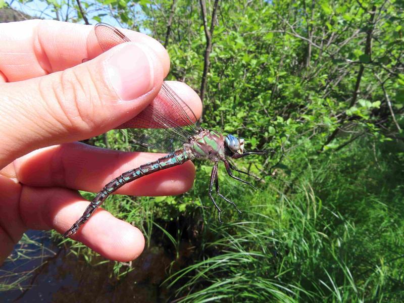 Photo of Cyrano Darner