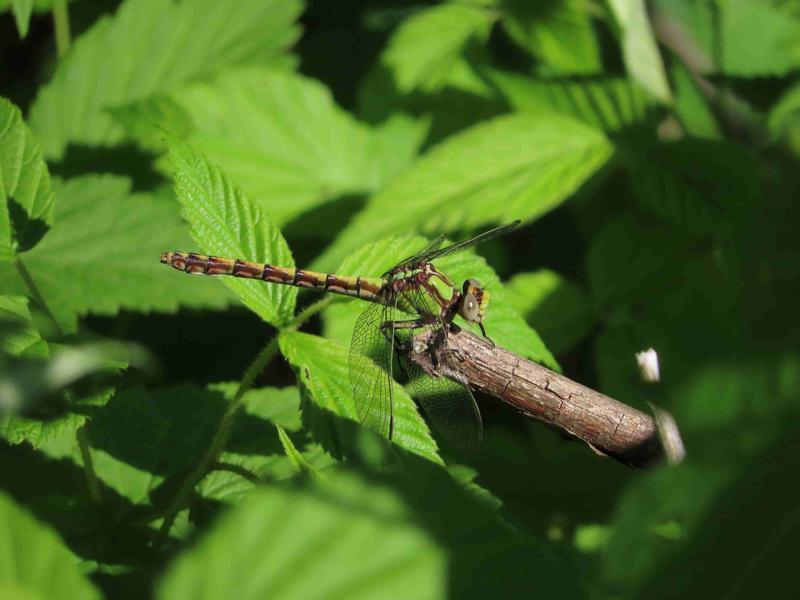 Photo of Sioux Snaketail